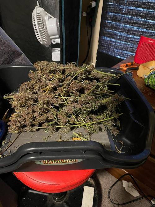 Banana Purple Punch RF3 auto #1. Week 12