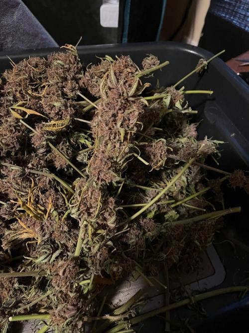 Banana Purple Punch RF3 auto #1. Week 12