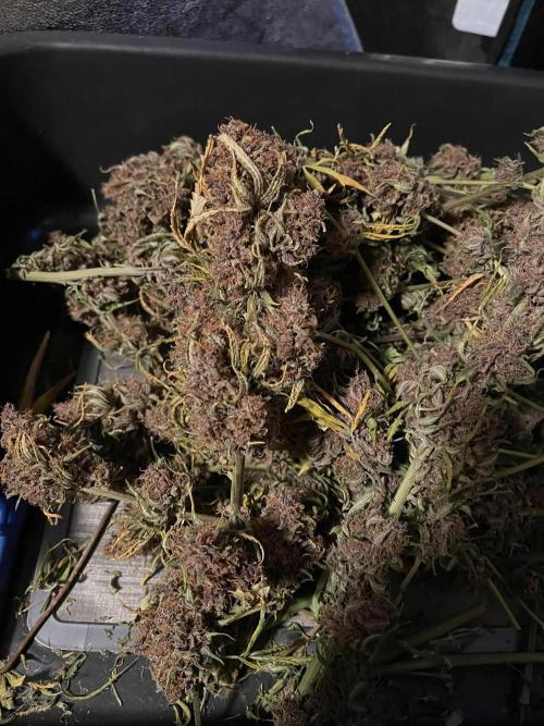 Banana Purple Punch RF3 auto #1. Week 12