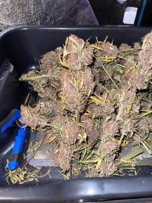 Banana Purple Punch RF3 auto #1. Week 12