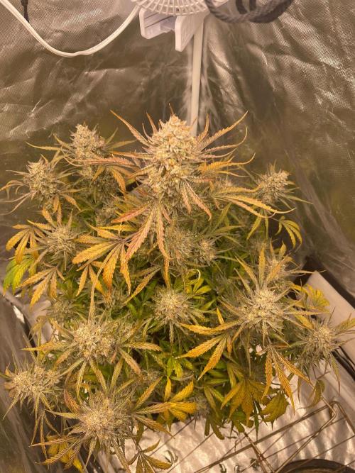 Cherry Cola RF3 #1. Week 12