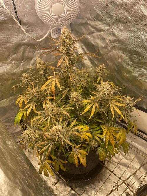 Cherry Cola RF3 #1. Week 12