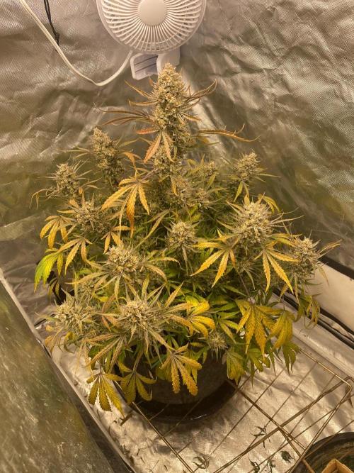 Cherry Cola RF3 #1. Week 12