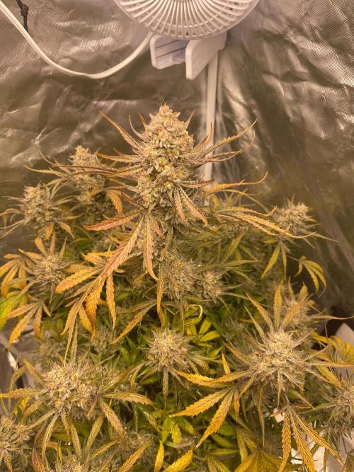 Cherry Cola RF3 #1. Week 12