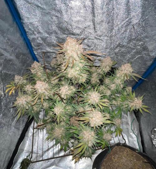 Cherry Cola RF3 #1. Week 12