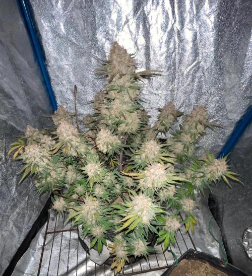 Cherry Cola RF3 #1. Week 12