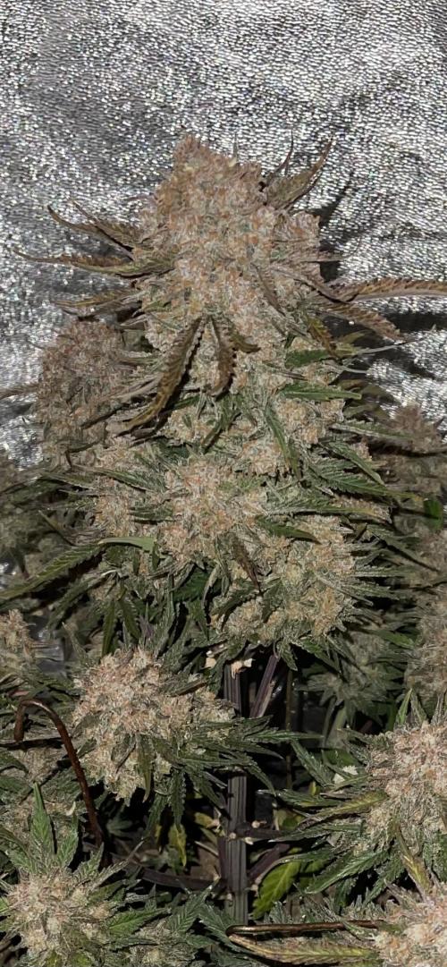 Cherry Cola RF3 #1. Week 12