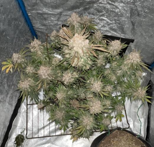 Cherry Cola RF3 #1. Week 12