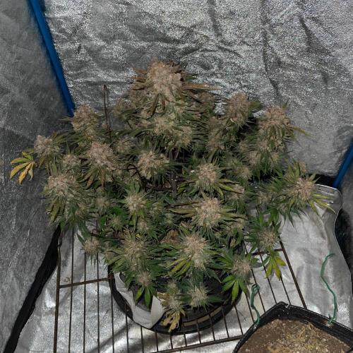 Cherry Cola RF3 #1. Week 12