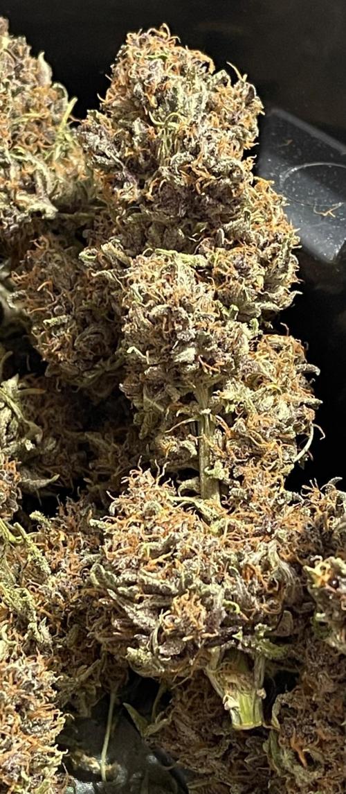 Cherry Cola RF3 #1. Week 13