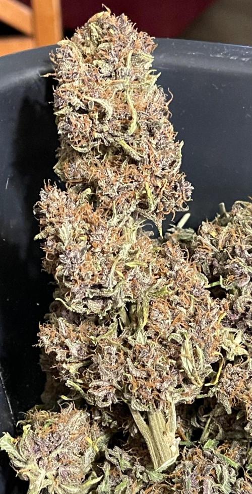 Cherry Cola RF3 #1. Week 13