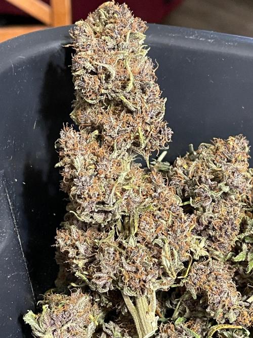 Cherry Cola RF3 #1. Week 13