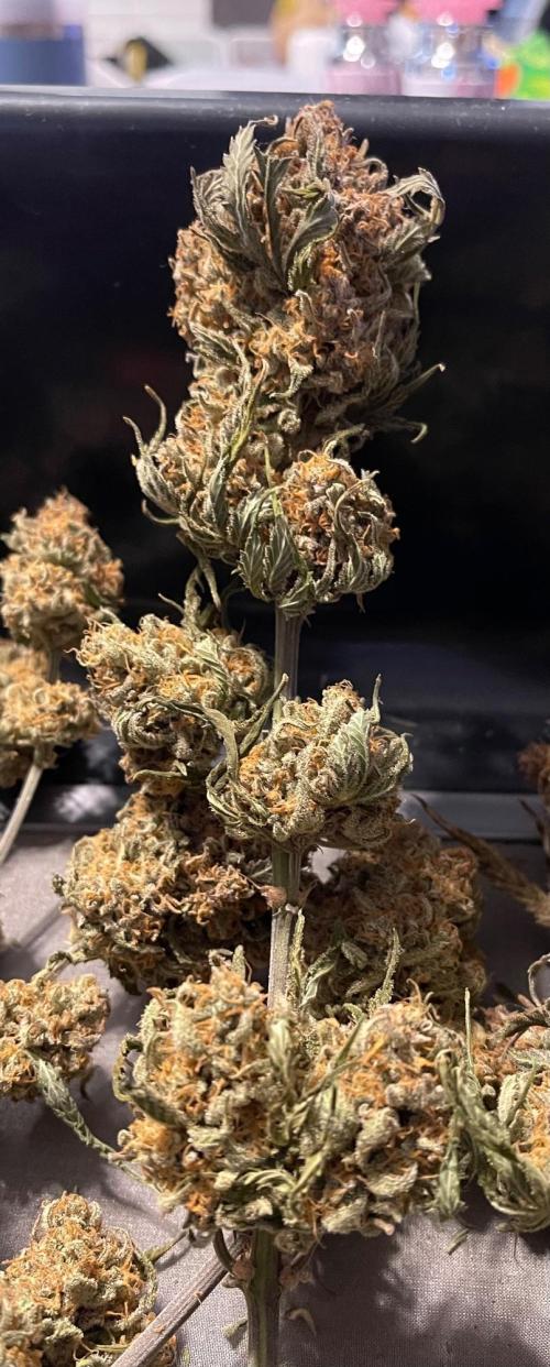 Cherry Cola RF3 #1. Week 13