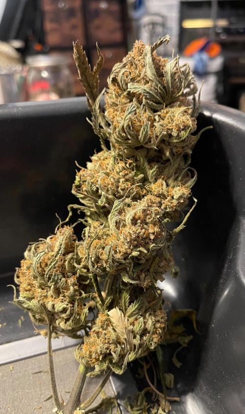 Cherry Cola RF3 #1. Week 13