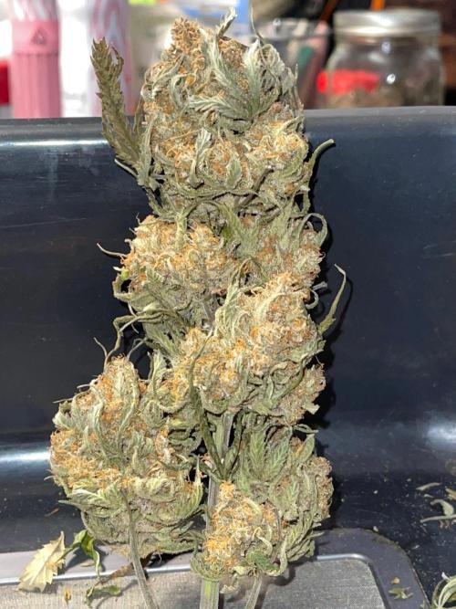 Cherry Cola RF3 #1. Week 13