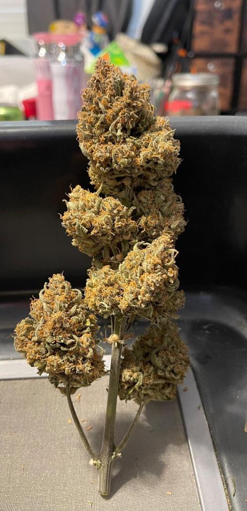 Cherry Cola RF3 #1. Week 13
