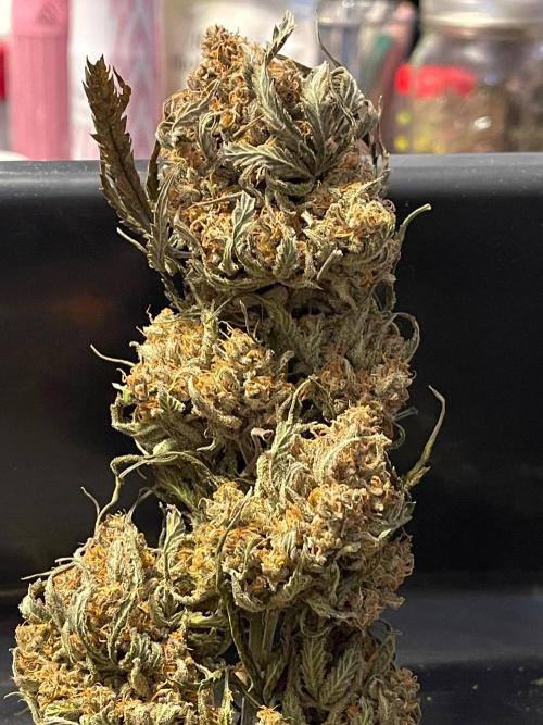 Cherry Cola RF3 #1. Week 13