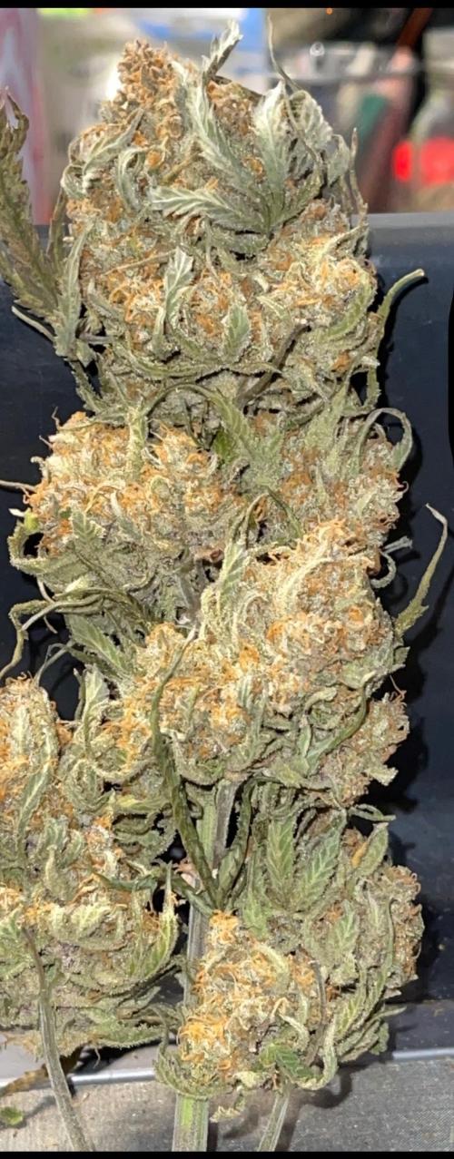 Cherry Cola RF3 #1. Week 13