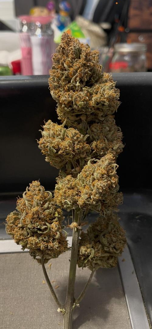 Cherry Cola RF3 #1. Week 13