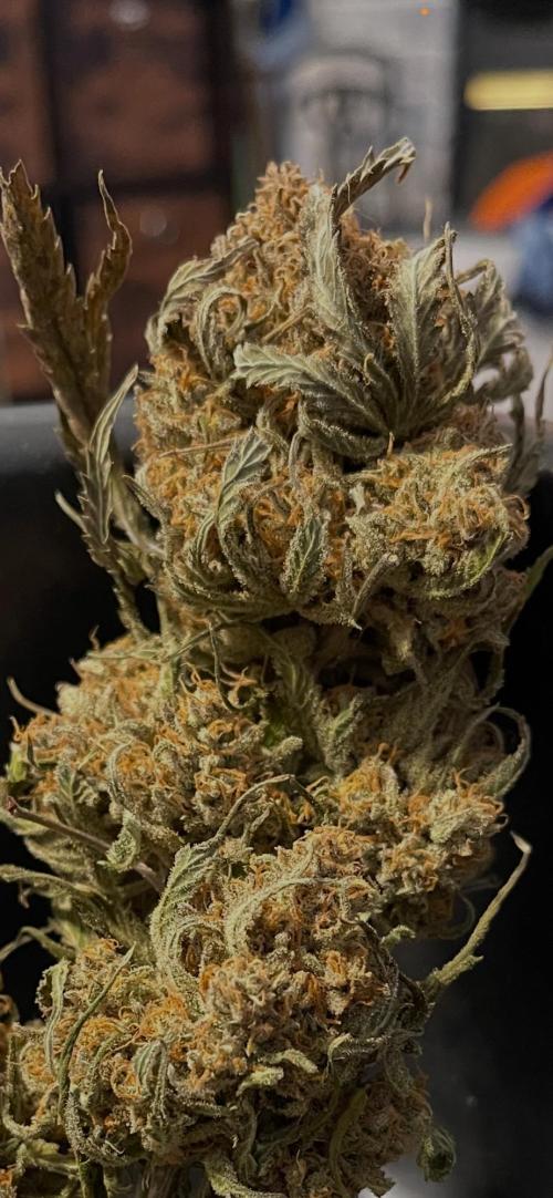 Cherry Cola RF3 #1. Week 13