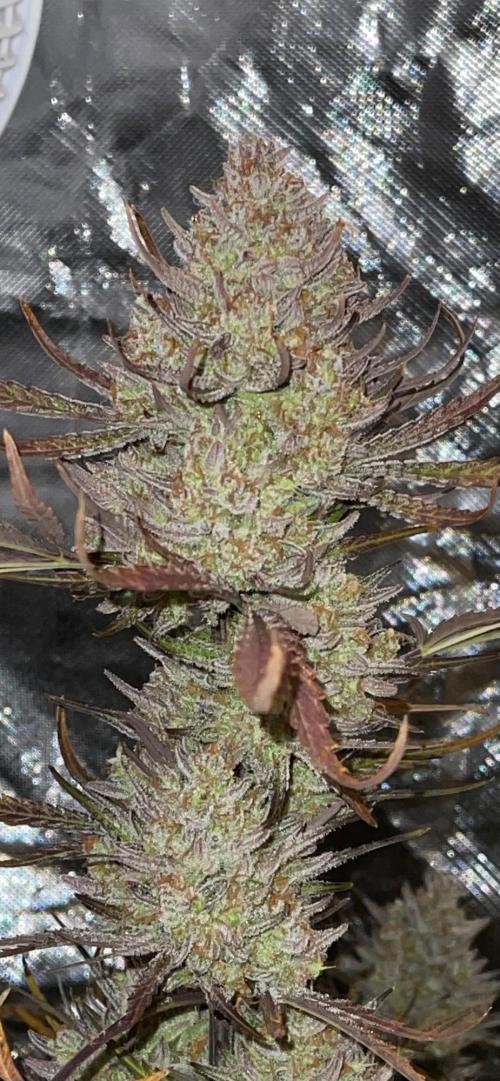 Apple Strudel Autoflower #2. Week 11
