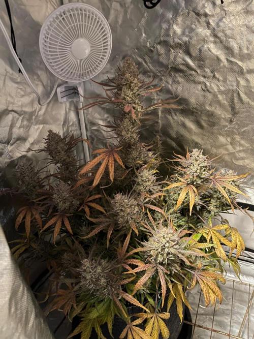 Apple Strudel Autoflower #2. Week 11
