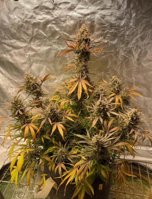 Apple Strudel Autoflower #2. Week 11