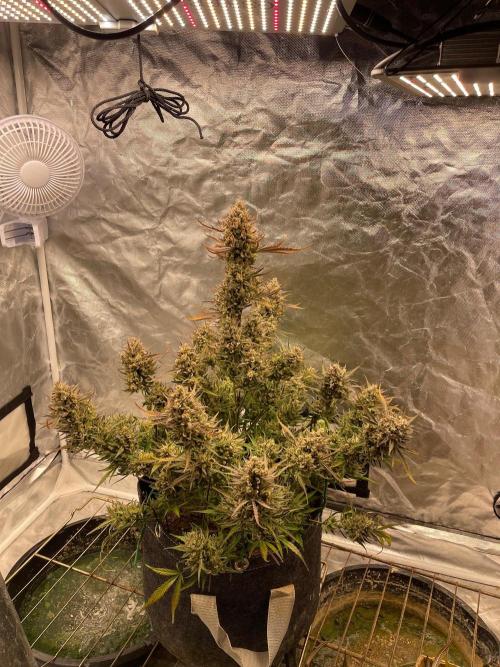 Apple Strudel Autoflower #2. Week 11