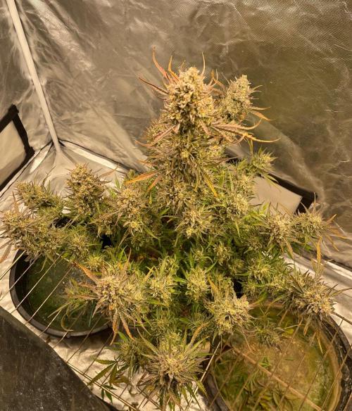 Apple Strudel Autoflower #2. Week 11
