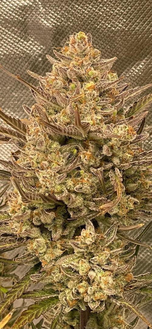 Apple Strudel Autoflower #2. Week 11