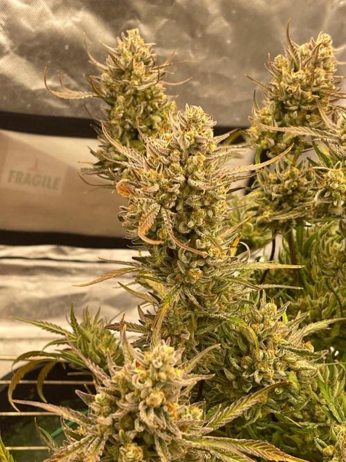 Apple Strudel Autoflower #2. Week 11