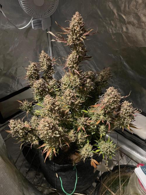 Apple Strudel Autoflower #2. Week 11