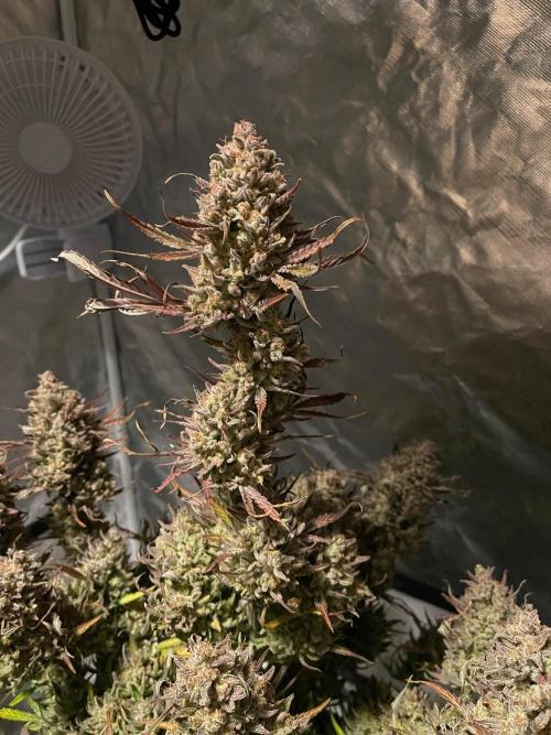 Apple Strudel Autoflower #2. Week 11