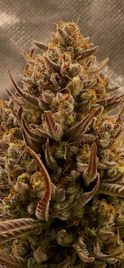 Apple Strudel Autoflower #2. Week 11