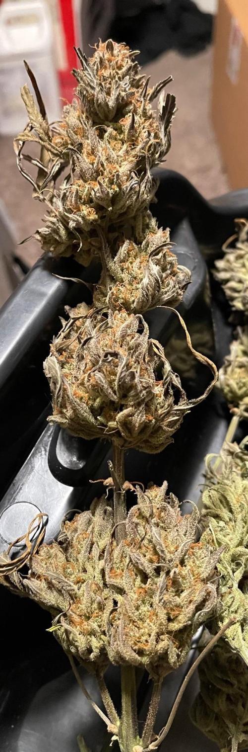 Apple Strudel Autoflower #2. Week 12