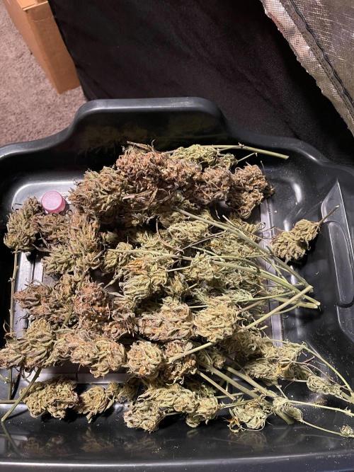 Apple Strudel Autoflower #2. Week 12