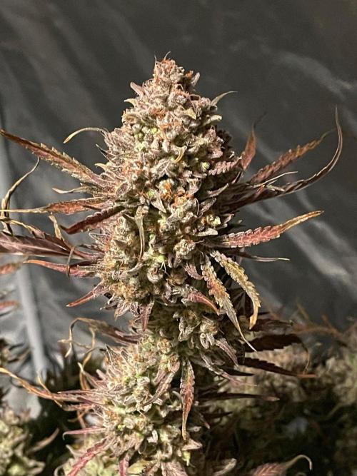 Apple Strudel Autoflower #2. Week 12
