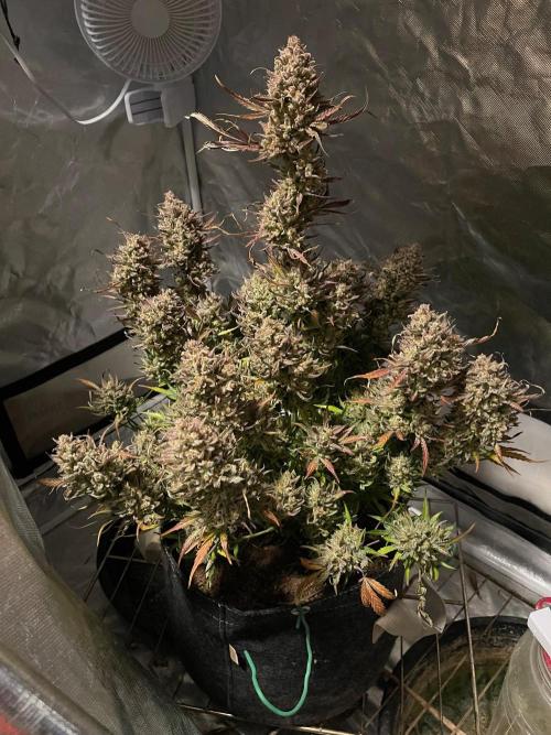 Apple Strudel Autoflower #2. Week 12