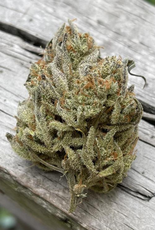 Apple Strudel Autoflower #2. Week 12