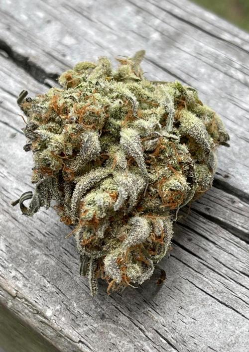 Apple Strudel Autoflower #2. Week 12