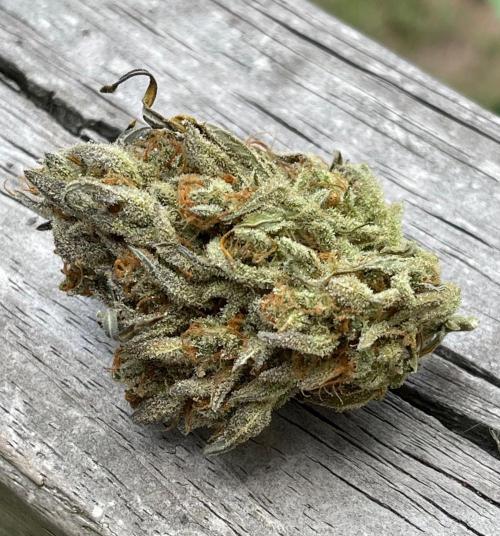 Apple Strudel Autoflower #2. Week 12
