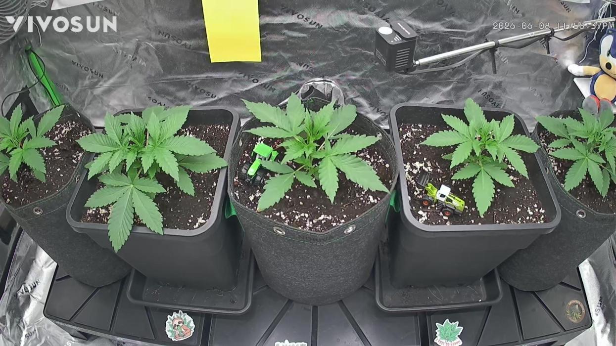 Growers Voice Cup. Week 3