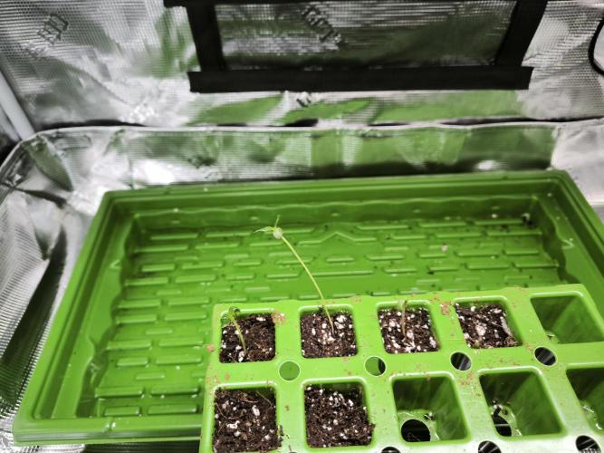 Do-Si-Dos Cookies. Week 1