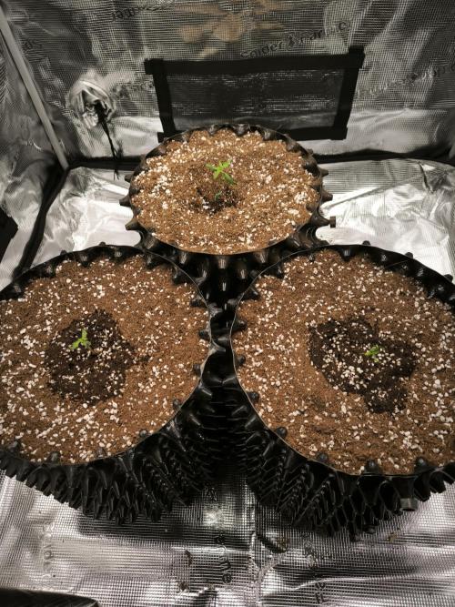 Do-Si-Dos Cookies. Week 3