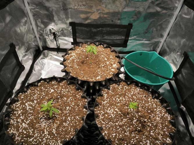 Do-Si-Dos Cookies. Week 4