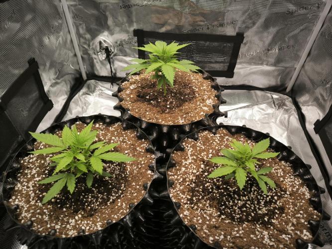 Do-Si-Dos Cookies. Week 5