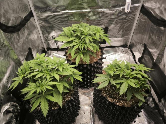 Do-Si-Dos Cookies. Week 6