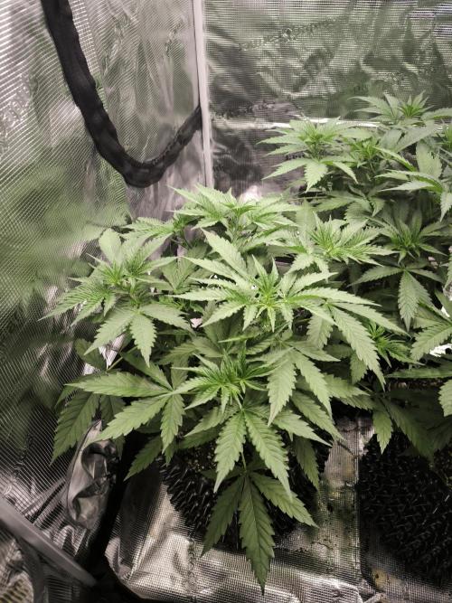 Dos Si Dos Cookies Fast. Week 7