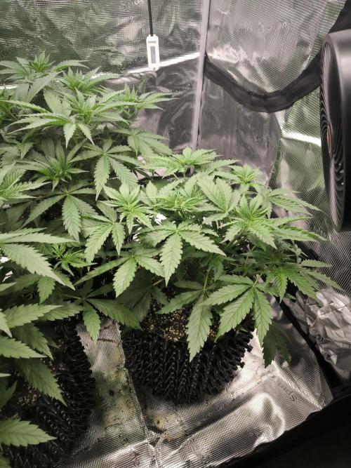 Dos Si Dos Cookies Fast. Week 7