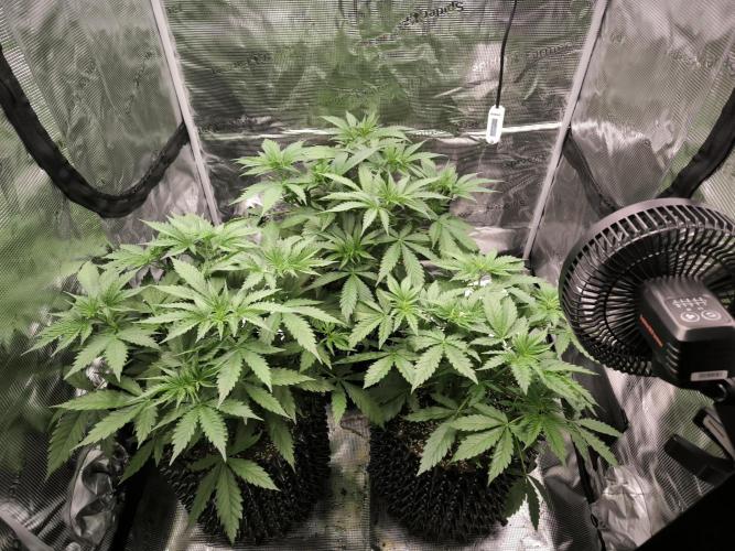 Do-Si-Dos Cookies. Week 7